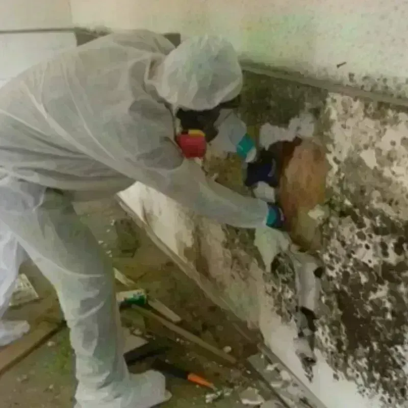 Mold Remediation and Removal in Lonoke, AR